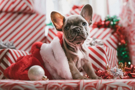 cute-dog-with-Christmas-gifts-and-decor-Jakob-Owens-Unsplash-small